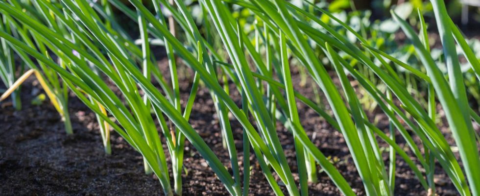 Comment Cultiver Loignon Dans Son Jardin